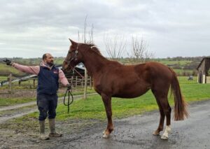 découvrez nos conseils essentiels pour l'achat de chevaux en alsace, afin de faire un choix éclairé et adapté à vos besoins.