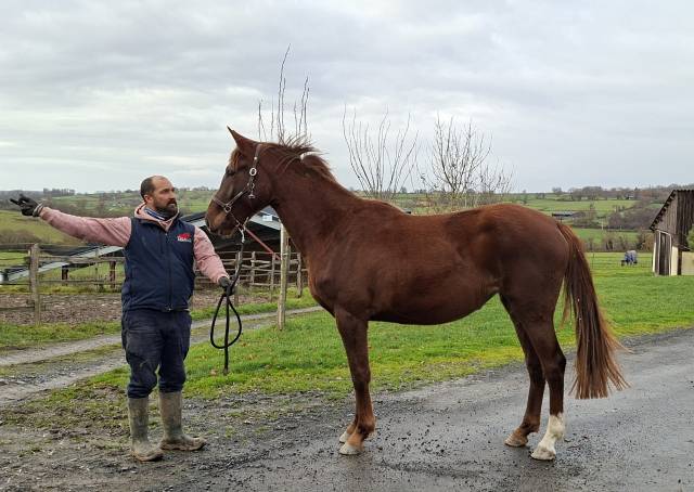découvrez nos conseils essentiels pour l'achat de chevaux en alsace, afin de faire un choix éclairé et adapté à vos besoins.