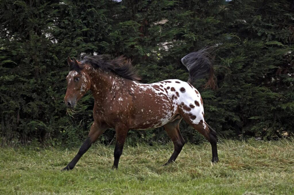 découvrez comment choisir un cheval appaloosa à vendre, avec nos conseils pour trouver le compagnon idéal adapté à vos besoins et votre niveau d'équitation.