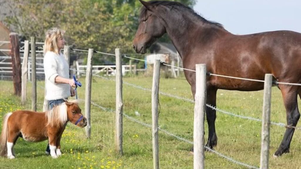 découvrez comment choisir le cheval miniature idéal : conseils pratiques, critères essentiels et astuces pour bien sélectionner votre compagnon équin miniature.