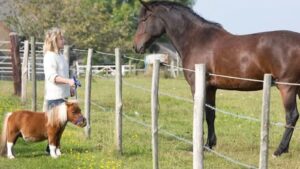 découvrez comment choisir le cheval miniature idéal : conseils pratiques, critères essentiels et astuces pour bien sélectionner votre compagnon équin miniature.