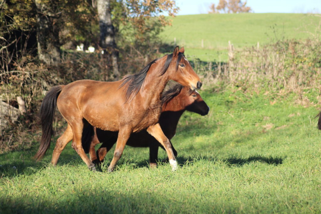 découvrez comment acheter un cheval barbe proche de chez vous. guide complet pour trouver, choisir et acquérir ce magnifique cheval au caractère unique.