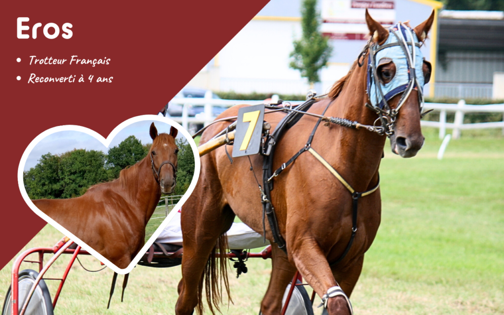 découvrez notre guide complet pour acheter des chevaux réformés : conseils pratiques, critères de sélection et astuces pour faire le meilleur choix.