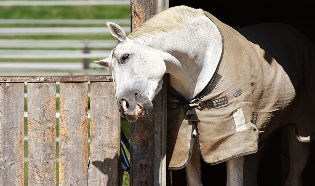 découvrez les facteurs impactant le coût du transport de chevaux et comment optimiser vos dépenses pour un déplacement sécurisé et confortable de votre cheval.