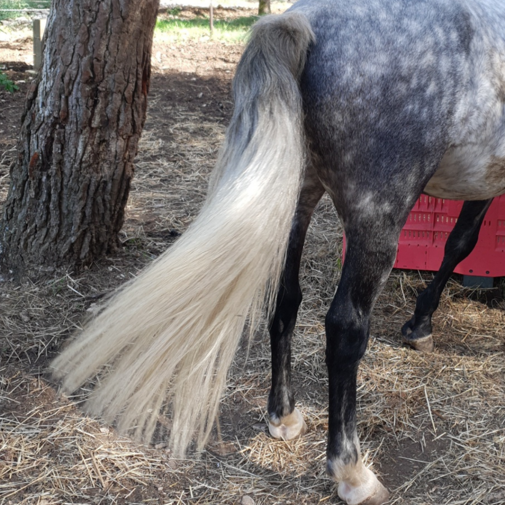 découvrez notre guide complet pour fabriquer un démêlant maison, parfait pour prendre soin de la crinière et de la queue de vos chevaux en douceur et naturellement.