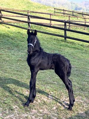 découvrez nos conseils essentiels pour vendre un cheval frison efficacement : évaluation, préparation, et astuces pour trouver le bon acheteur.