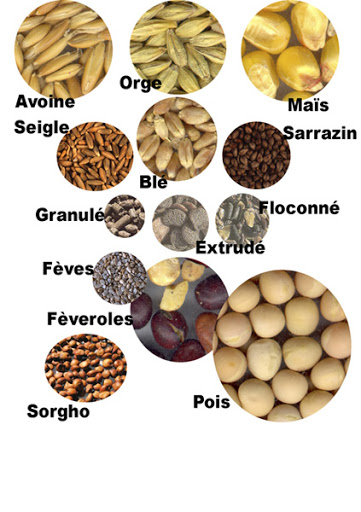 découvrez les meilleures pratiques et conseils pour une alimentation équilibrée et adaptée aux besoins spécifiques de vos chevaux, afin de garantir leur santé et leur performance.