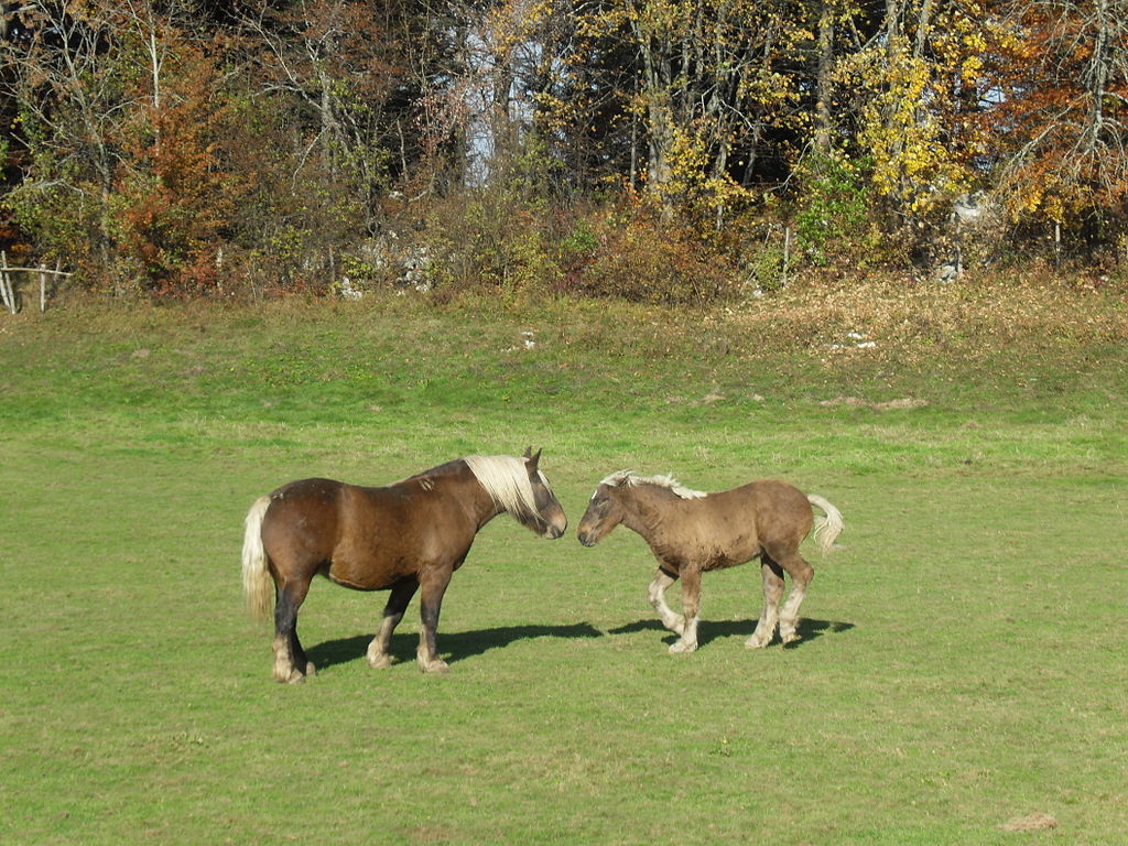découvrez les chevaux pré alpins, une race robuste et adaptée aux terrains de montagne, reconnue pour sa force et son endurance exceptionnelles.