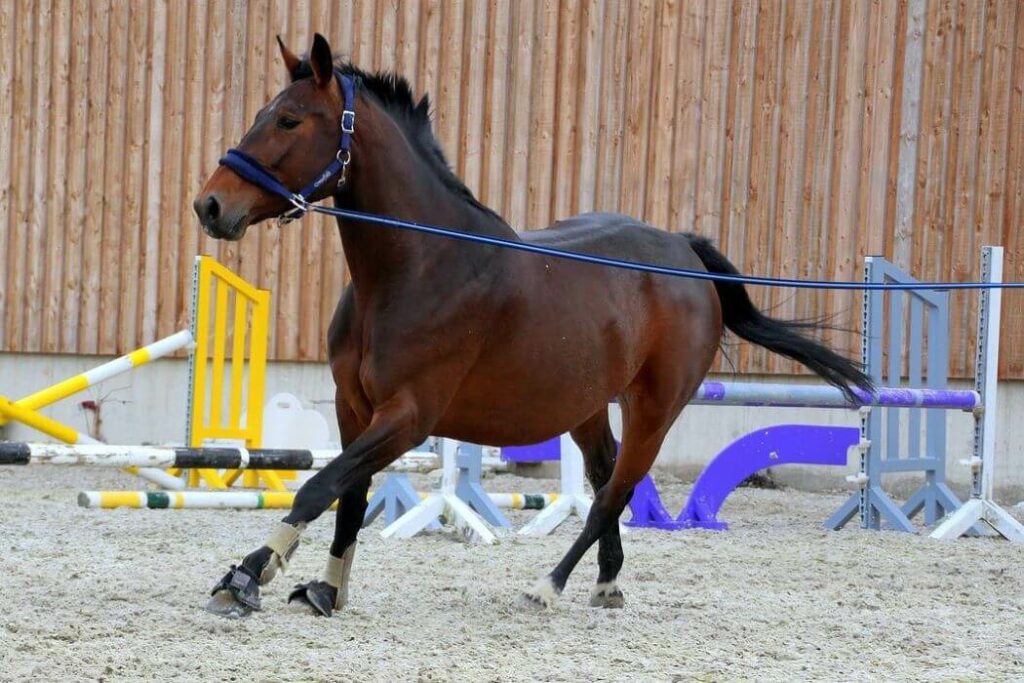 découvrez comment choisir la longe idéale pour la présentation de votre cheval, avec des conseils pratiques pour garantir confort et sécurité lors des compétitions.