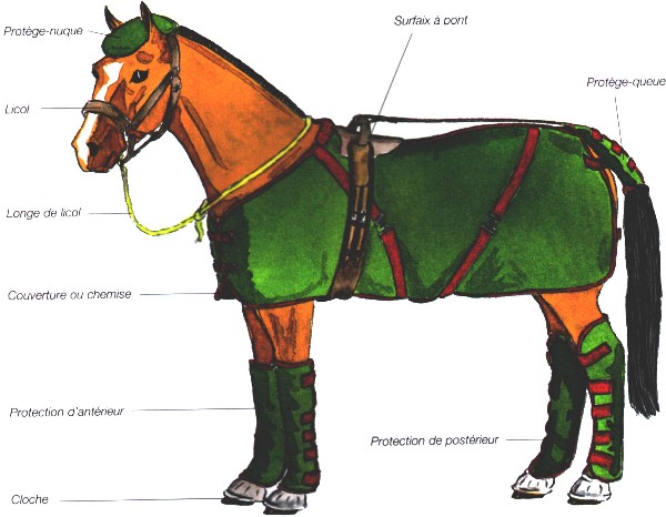 service de transport sécurisé pour chevaux sur longue distance, garantissant confort et sécurité optimale tout au long du trajet.