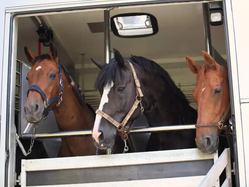 service de transport sécurisé pour chevaux sur longue distance, garantissant confort, sécurité et bien-être pour vos équidés durant le trajet.