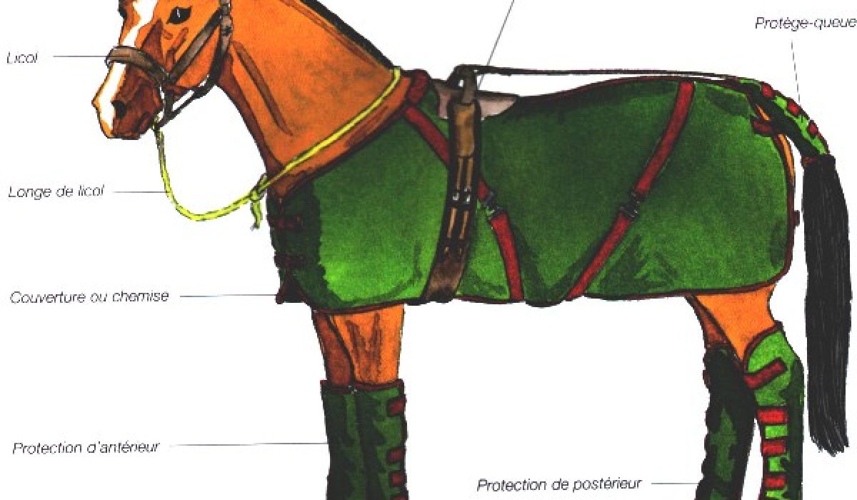 service de transport sécurisé pour chevaux sur longue distance, garantissant confort et sécurité optimale tout au long du trajet.